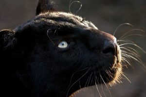 black, Animals, Panthers