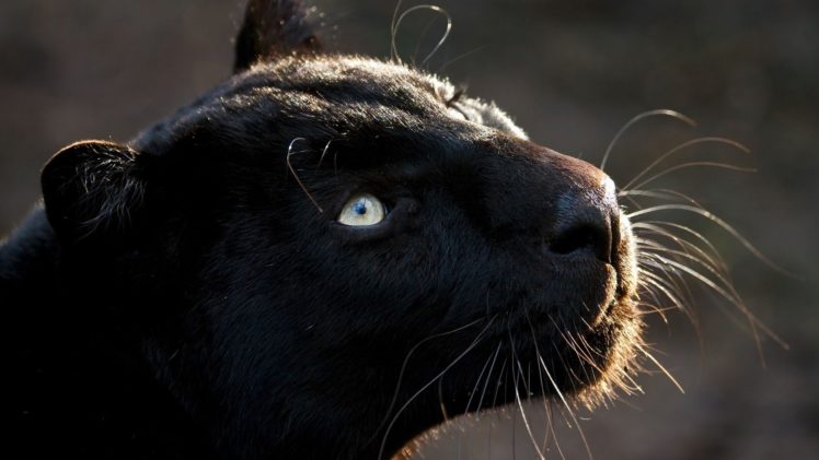 black, Animals, Panthers HD Wallpaper Desktop Background