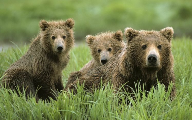 nature, Animals, Grass, Bears HD Wallpaper Desktop Background