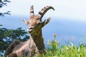 artiodactyl, Grass, Horns, Animals, Goat
