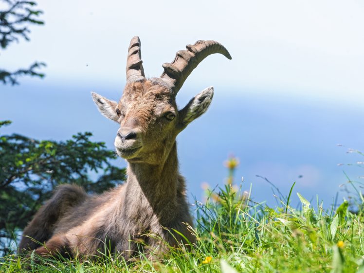 artiodactyl, Grass, Horns, Animals, Goat HD Wallpaper Desktop Background