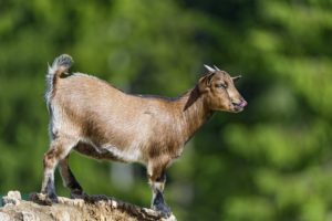 artiodactyl, Other, Pets, Horns, Animal, Goat, Goats