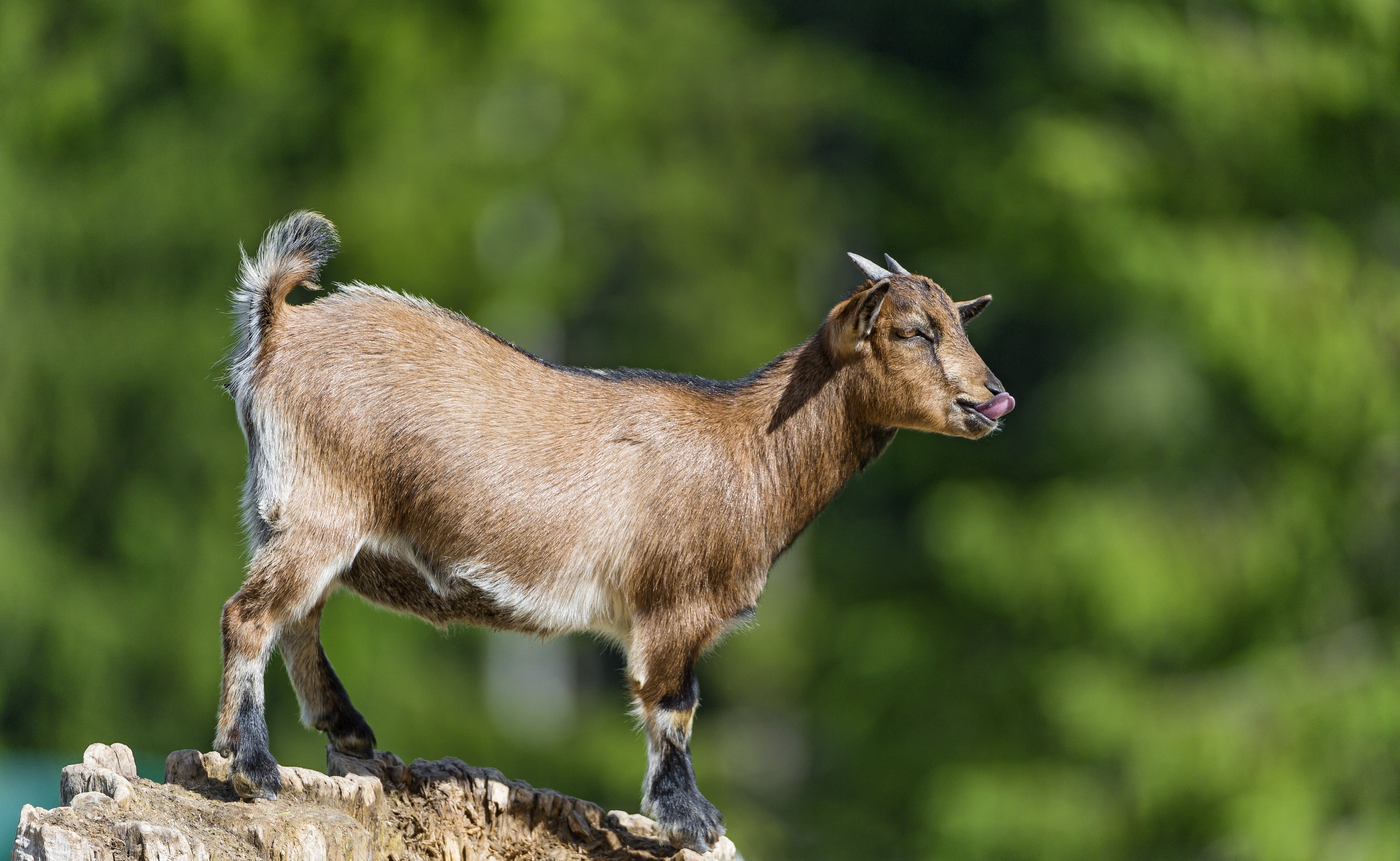 artiodactyl, Other, Pets, Horns, Animal, Goat, Goats Wallpapers HD