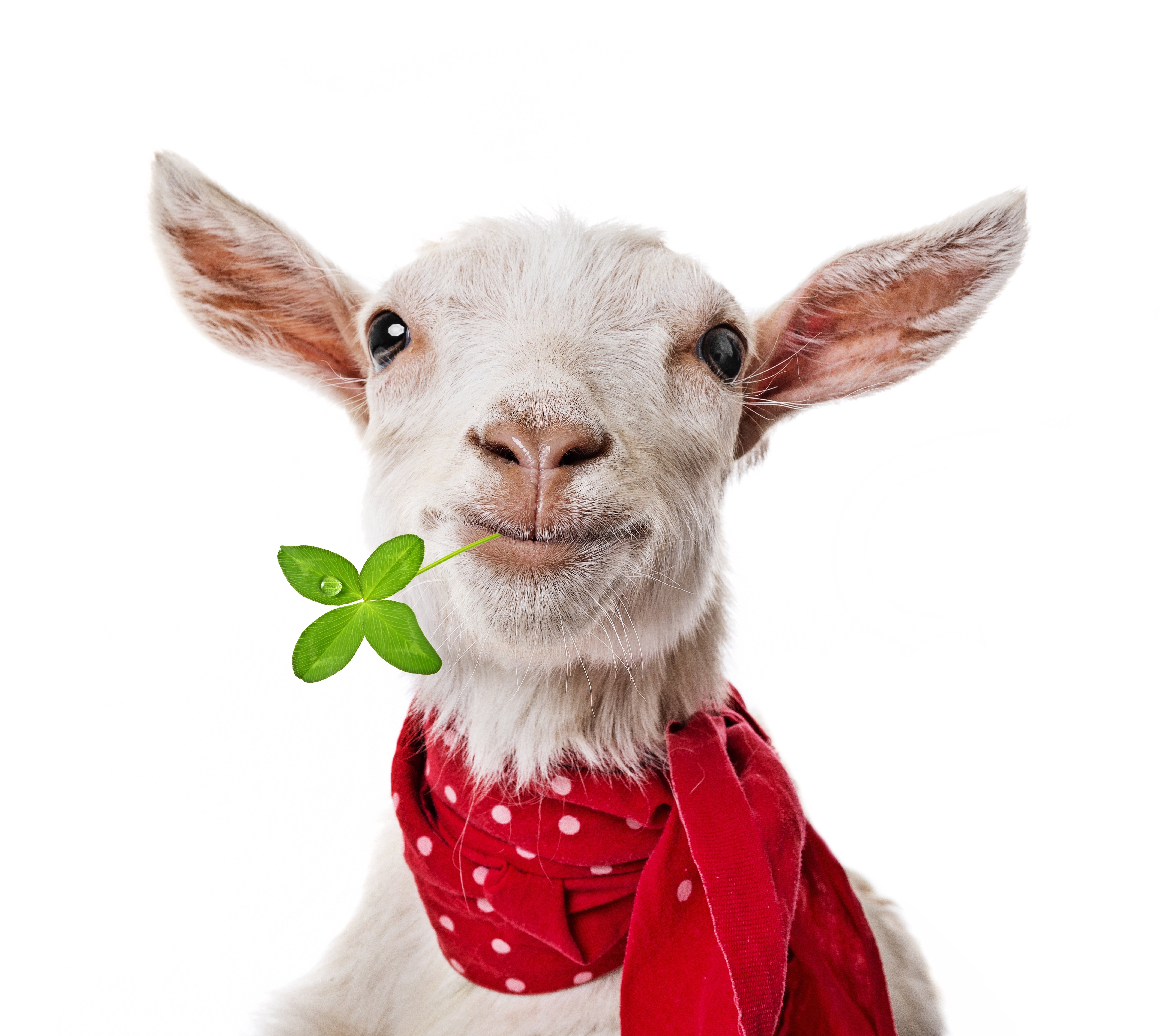 artiodactyl, Other, Pets, Animals, Goat, Irish, Humor, Funny, Sheep Wallpaper