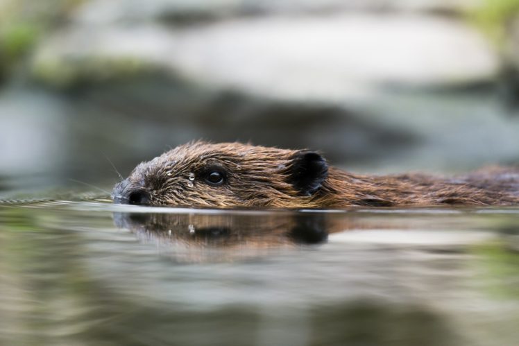 beaver, Rodent, Profile, Pond, Swimming HD Wallpaper Desktop Background