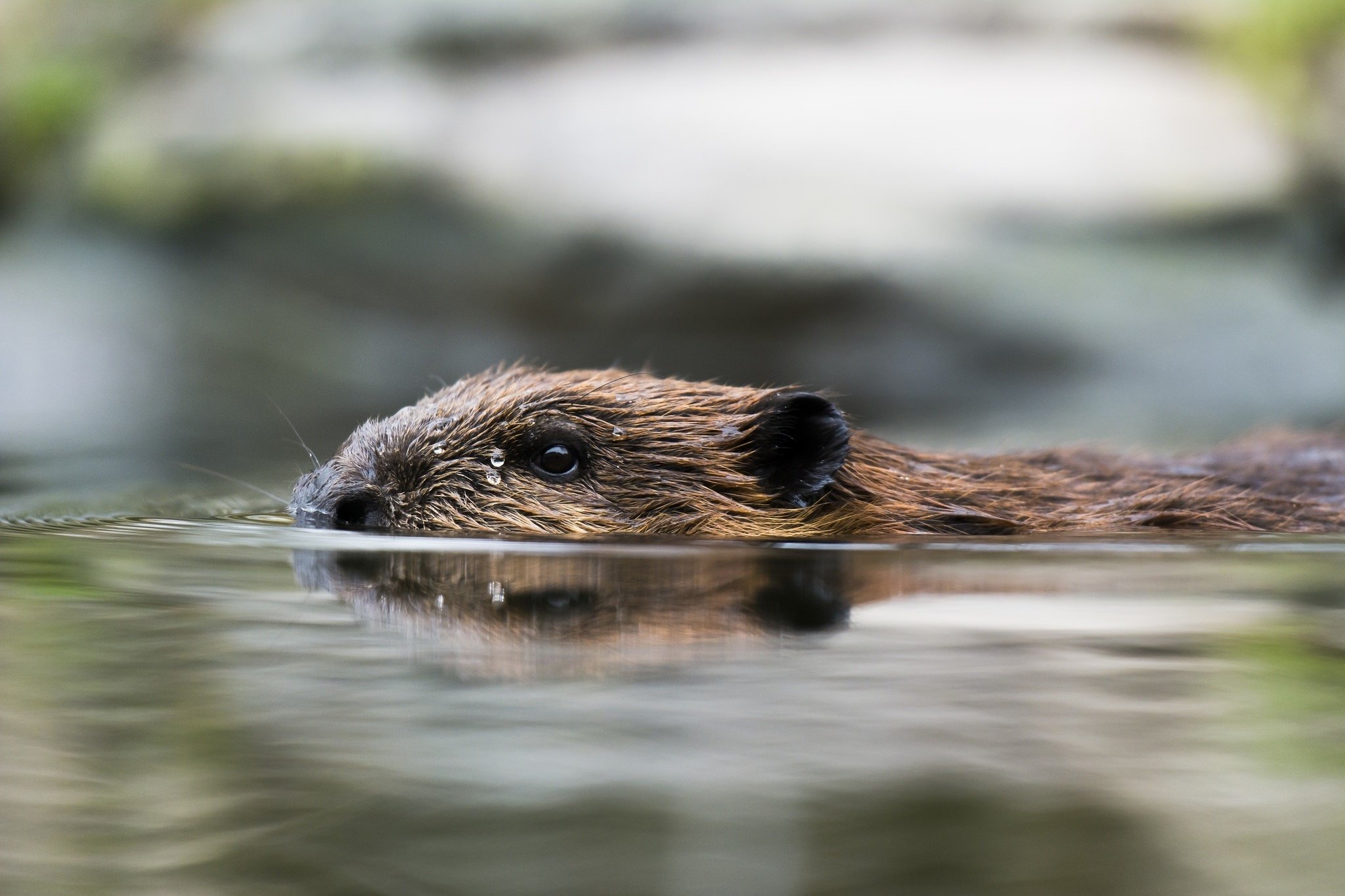 beaver, Rodent, Profile, Pond, Swimming Wallpaper