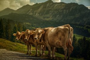 cow, Three, 3, Animals, Mountains
