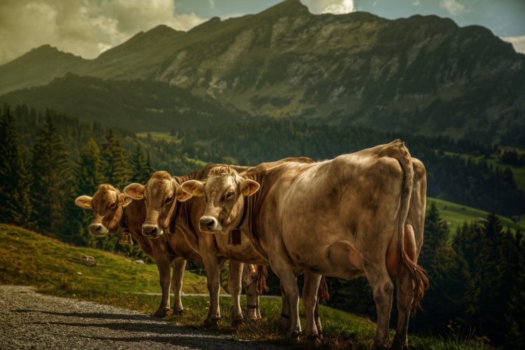 cow, Three, 3, Animals, Mountains HD Wallpaper Desktop Background