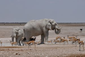 elephant, Two, Animals, Herd, Deer, Africa, Antelope