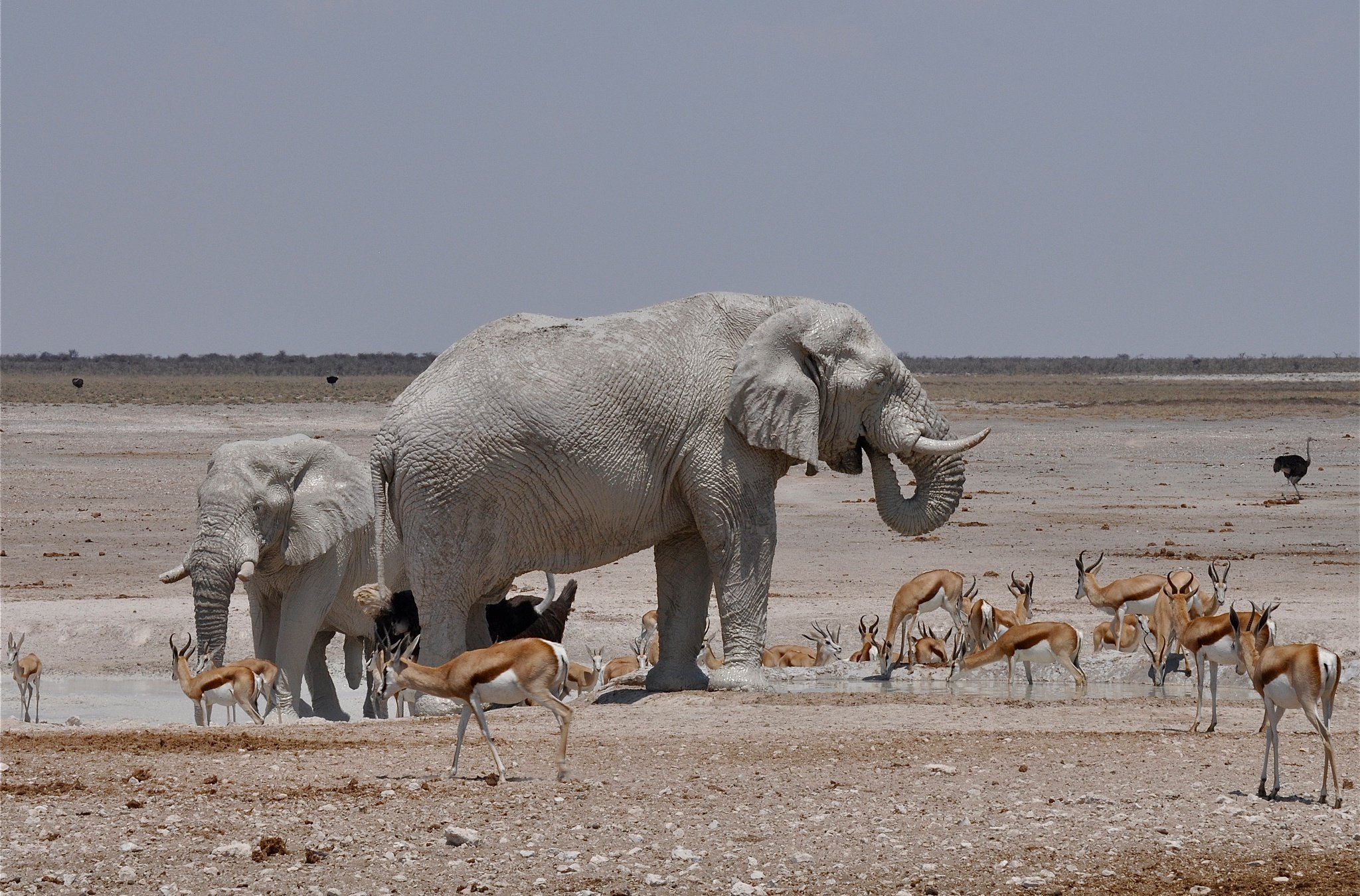 elephant, Two, Animals, Herd, Deer, Africa, Antelope Wallpaper