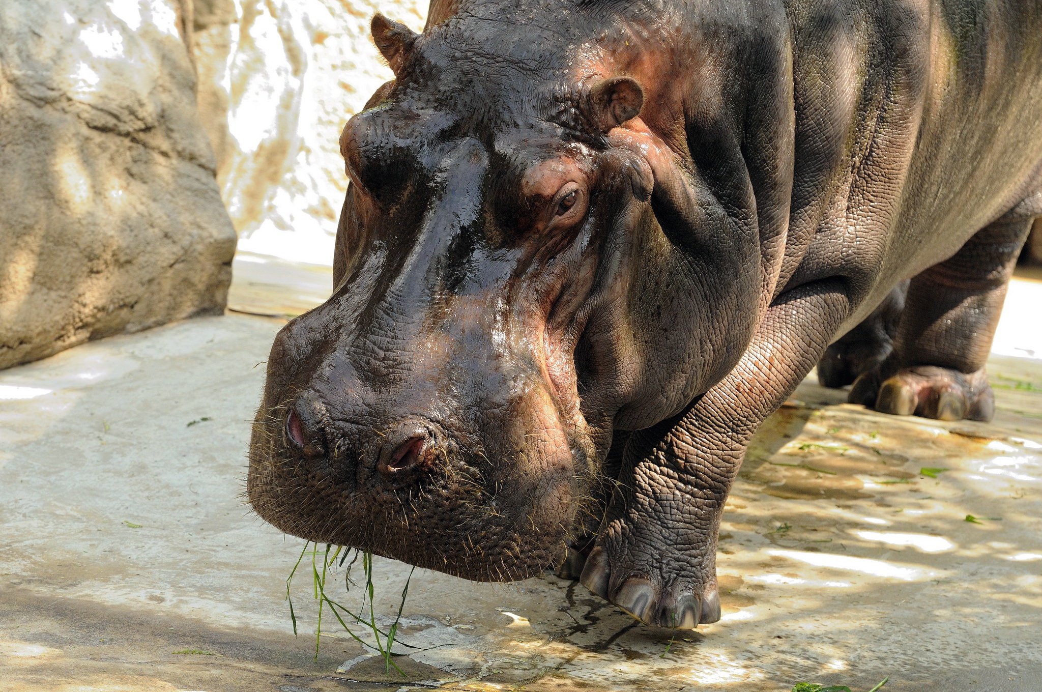 hippopotamuses, Closeup, Animals, Hippo Wallpaper