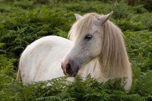 horses, White, Grass, Animals, Horse
