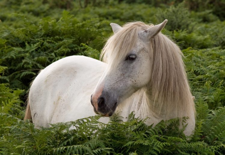 horses, White, Grass, Animals, Horse HD Wallpaper Desktop Background