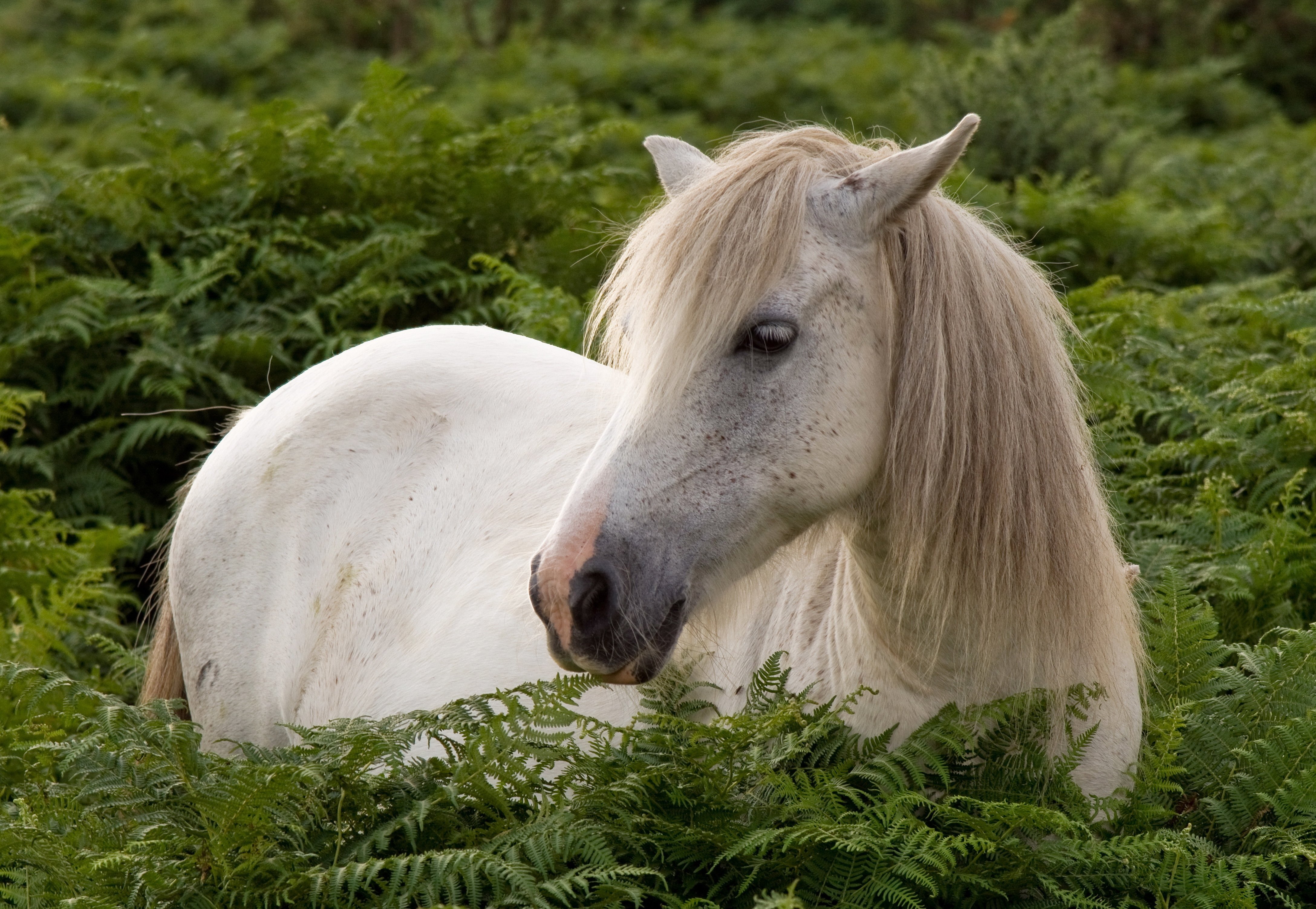 horses, White, Grass, Animals, Horse Wallpaper