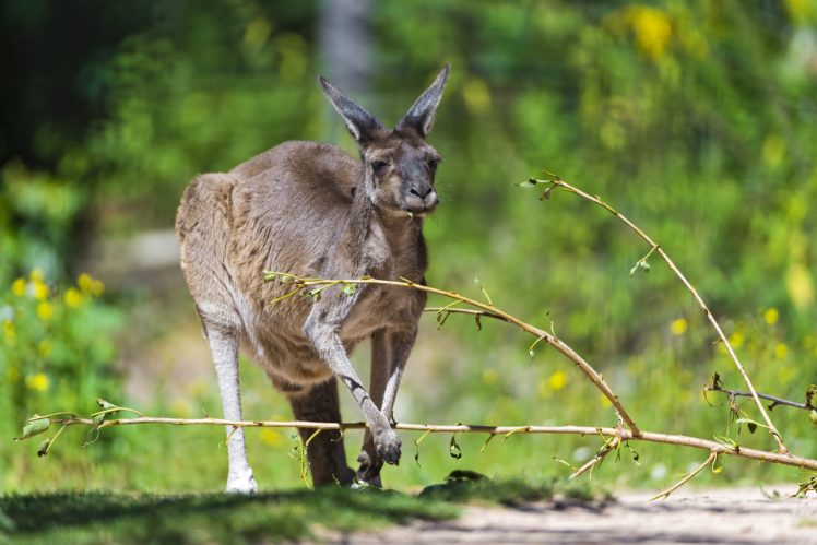 kangaroo, Branches, Animals HD Wallpaper Desktop Background