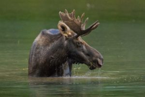 moose, Water, Horns, Animals, River, Deer
