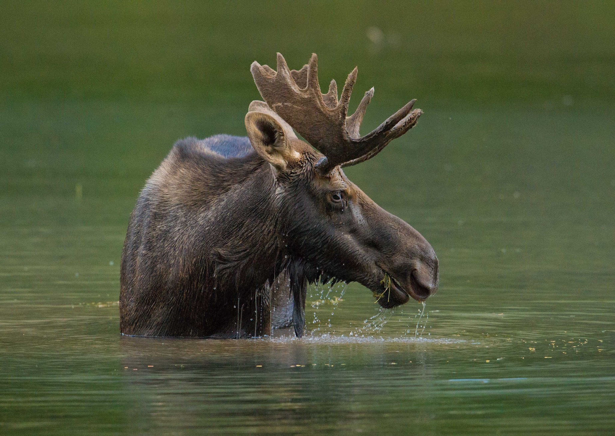 moose, Water, Horns, Animals, River, Deer Wallpaper