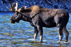 moose, Water, Horns, Animals, River, Deer