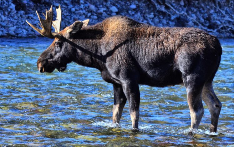 moose, Water, Horns, Animals, River, Deer HD Wallpaper Desktop Background