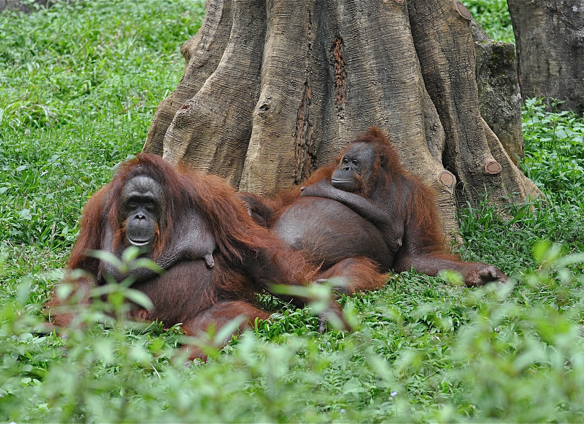 orangutan, Monkey Wallpaper