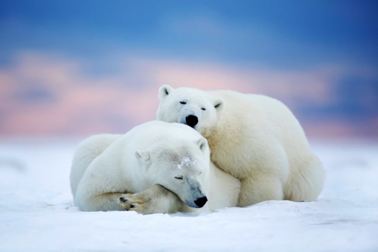 polar, Bears, Two, Sleeping, Snow, Sky, Winter, Animals, Bear HD Wallpaper Desktop Background