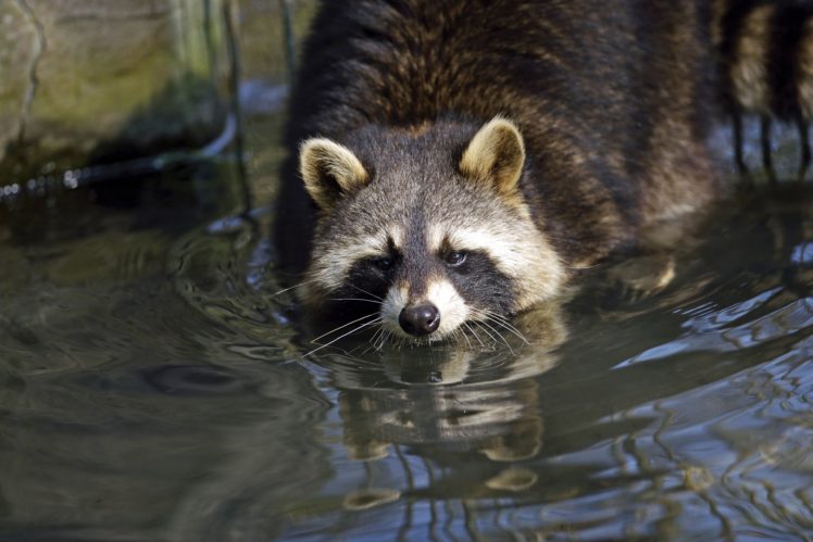 raccoon, Water, Animals, Hunting HD Wallpaper Desktop Background
