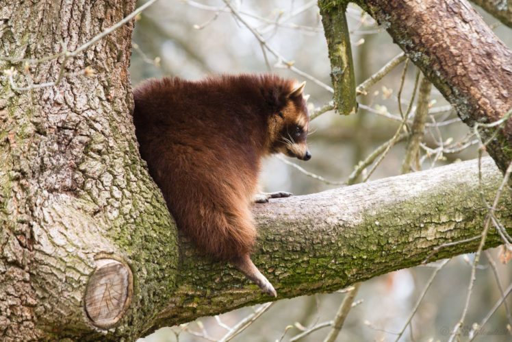 raccoon, Trunk, Tree, Animals, Forest HD Wallpaper Desktop Background