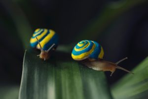 snails, Closeup, Two, Animals, Snail, Macro, Bokeh