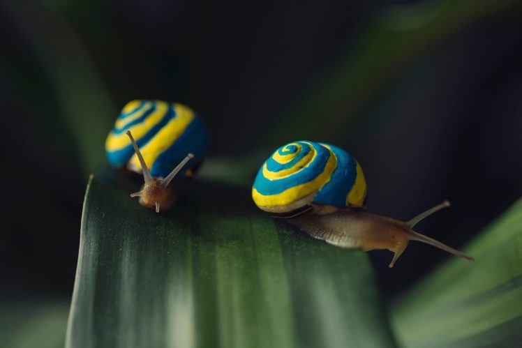snails, Closeup, Two, Animals, Snail, Macro, Bokeh HD Wallpaper Desktop Background