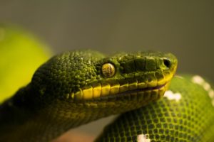 snakes, Closeup, Animals, Reptile, Snake, Eyes, Eye