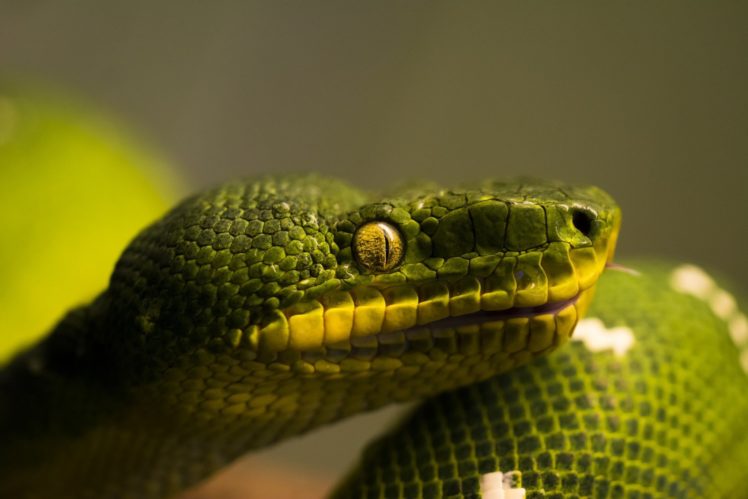 snakes, Closeup, Animals, Reptile, Snake, Eyes, Eye HD Wallpaper Desktop Background