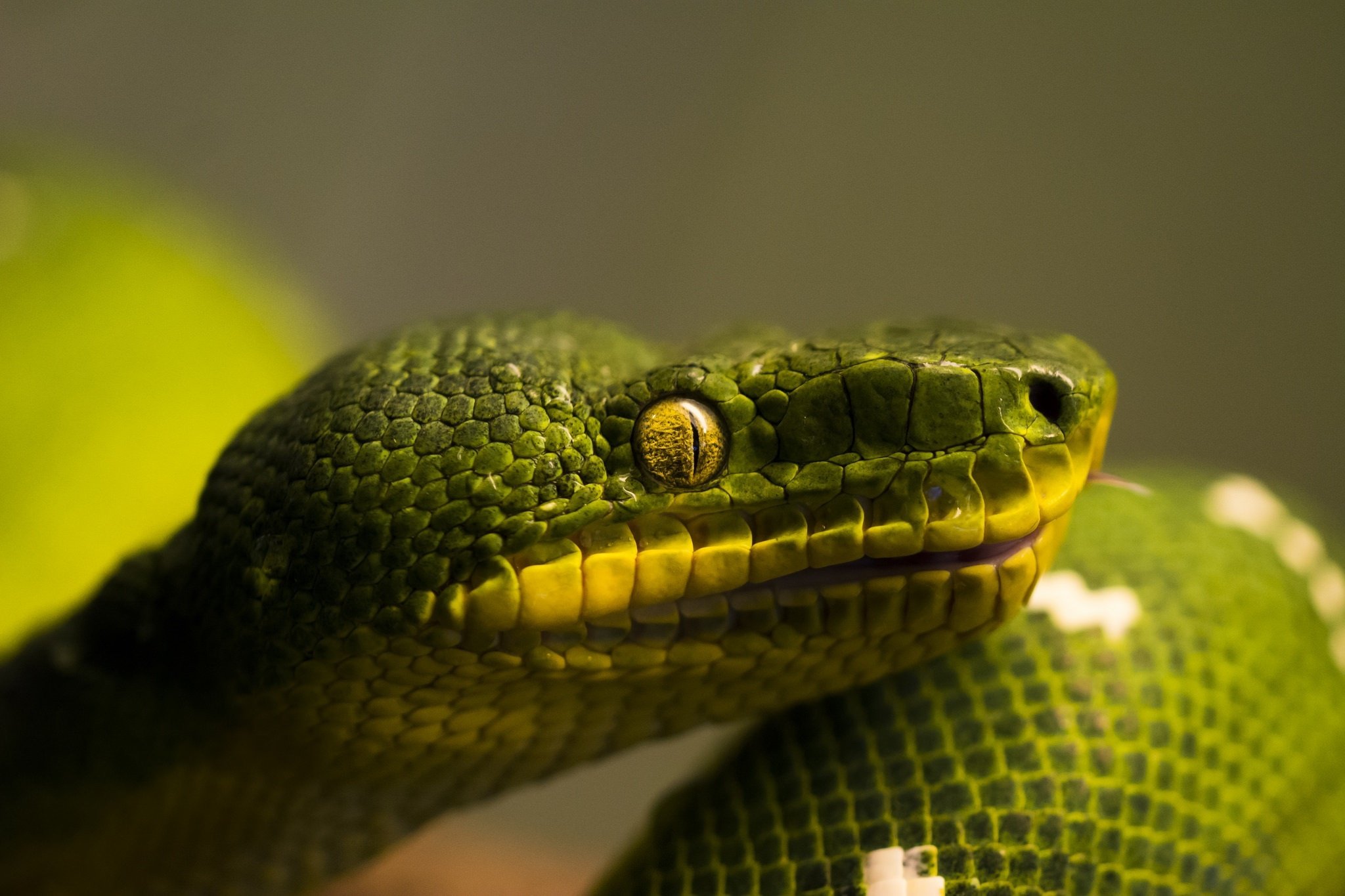 snakes, Closeup, Animals, Reptile, Snake, Eyes, Eye Wallpaper