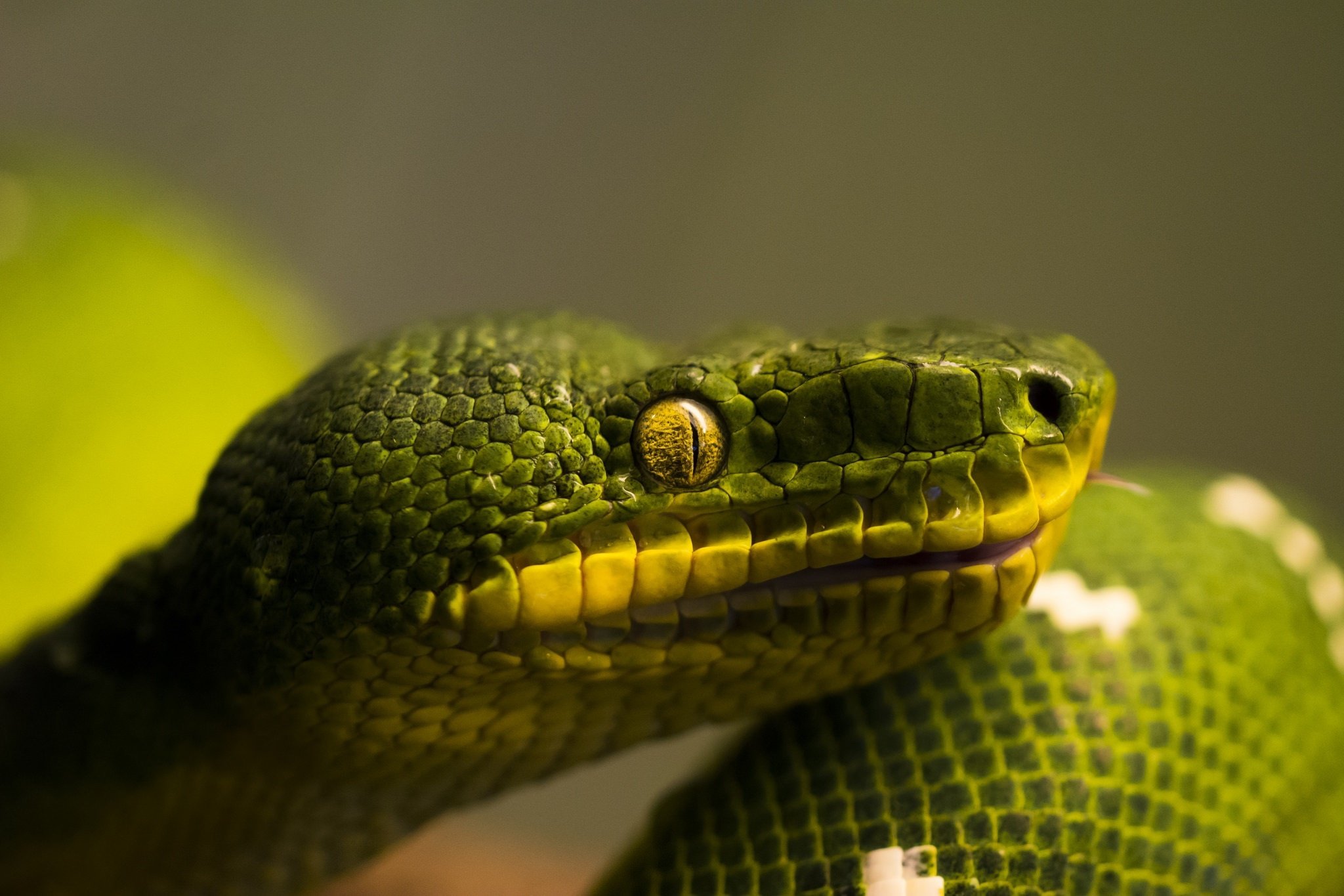 snakes, Closeup, Animals, Reptile, Snake, Eyes, Eye Wallpapers HD