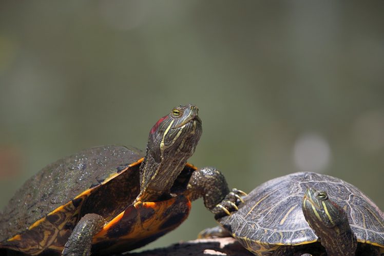 turtles, Two, Animals, Turtle HD Wallpaper Desktop Background