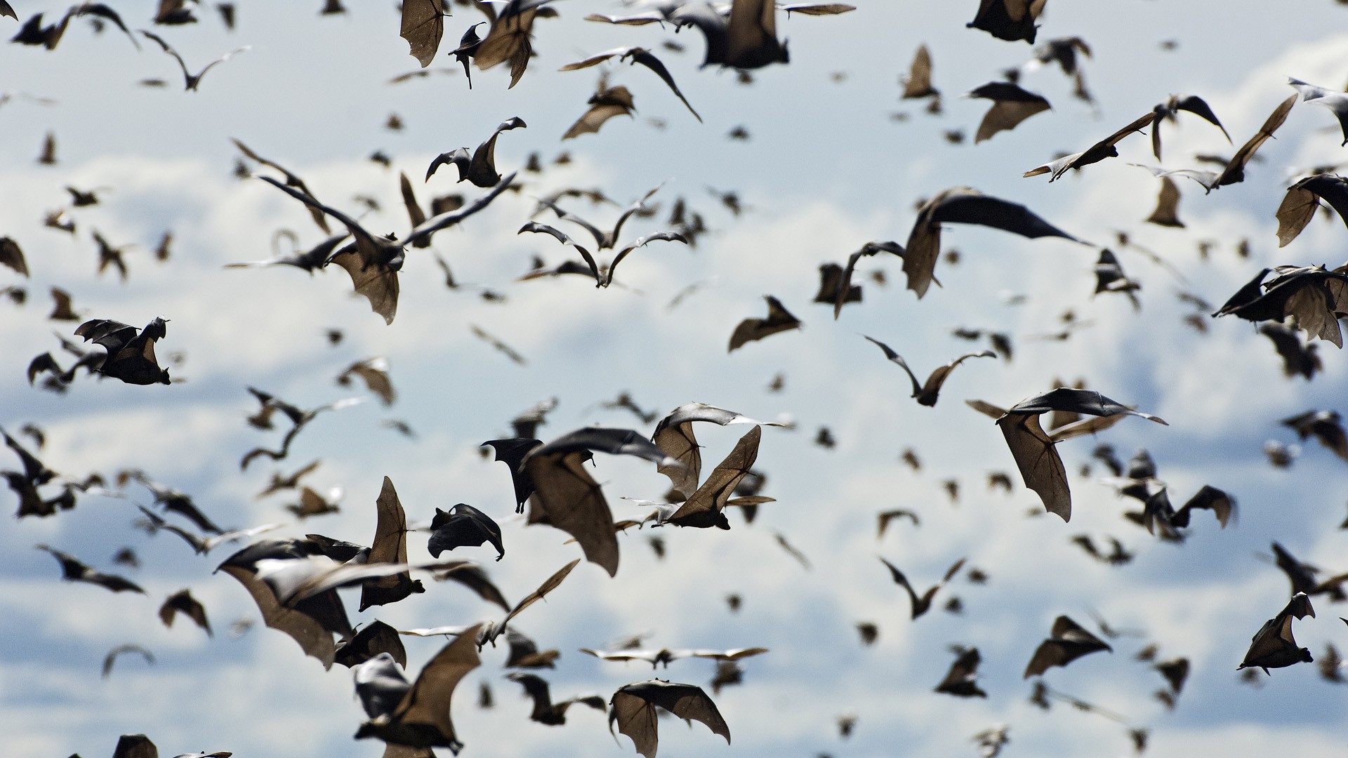 straw, National, Park, Bats, Flight, Sky Wallpaper