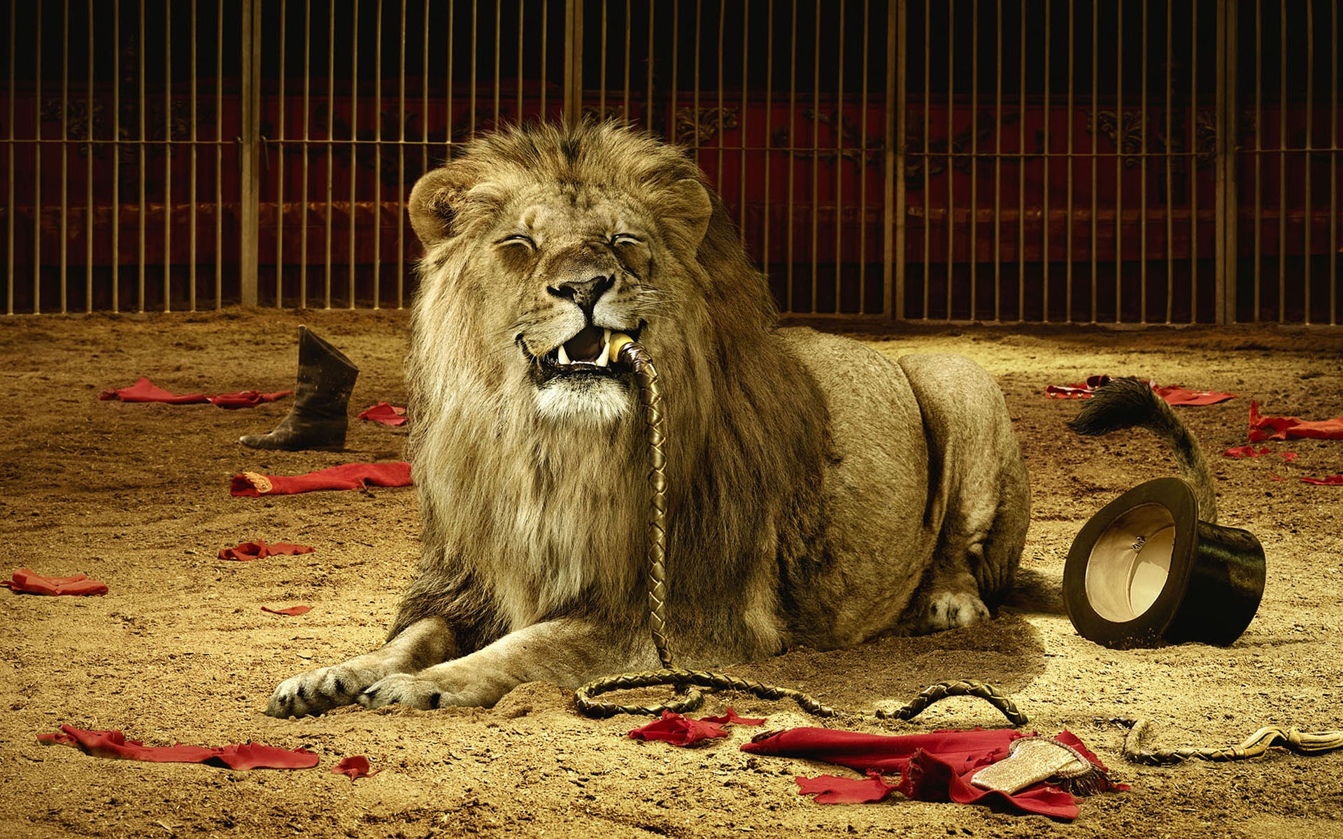 circus, Lion Wallpaper