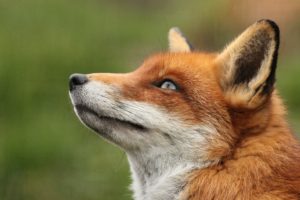 fox, Looking, Up