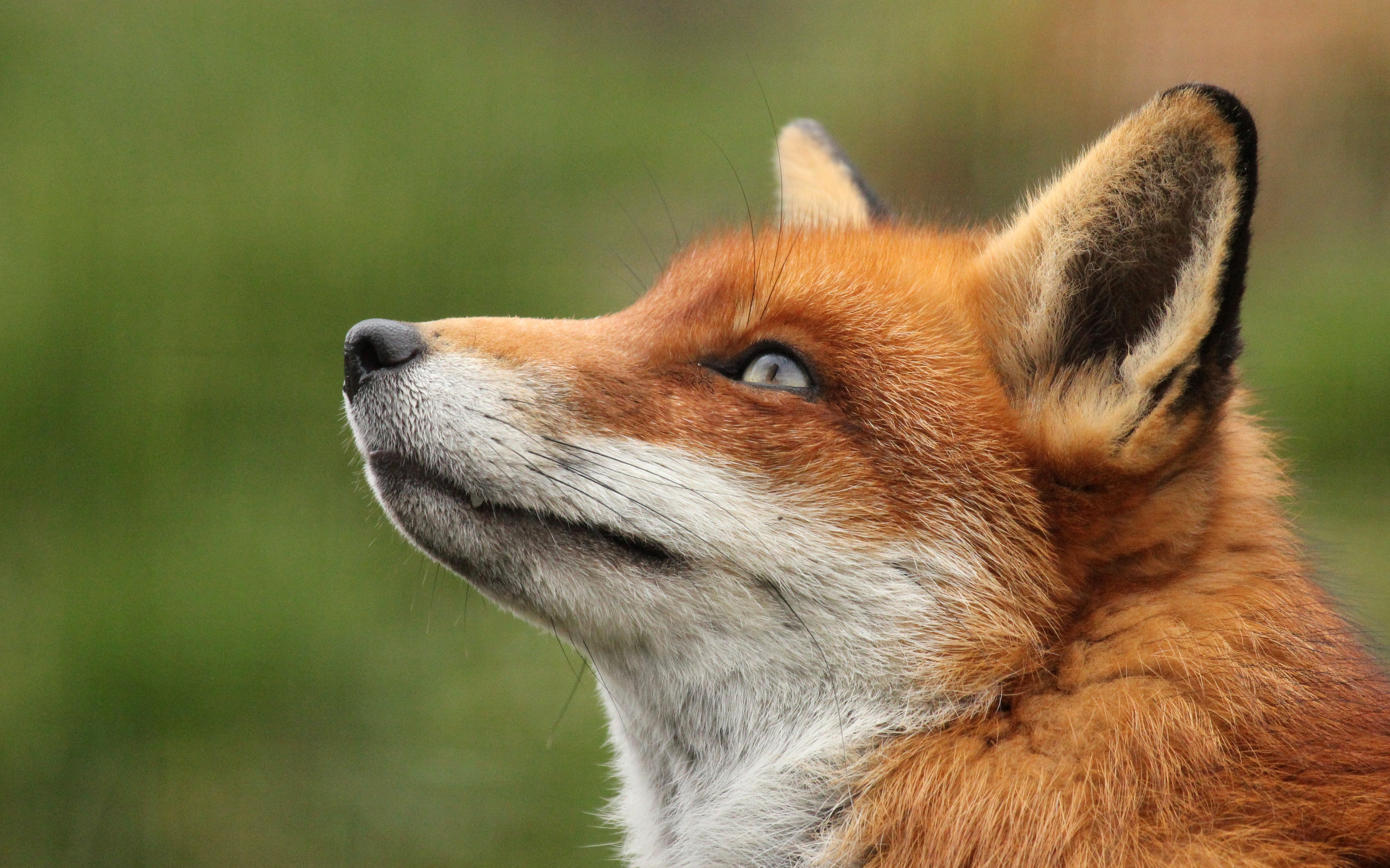 fox, Looking, Up Wallpaper
