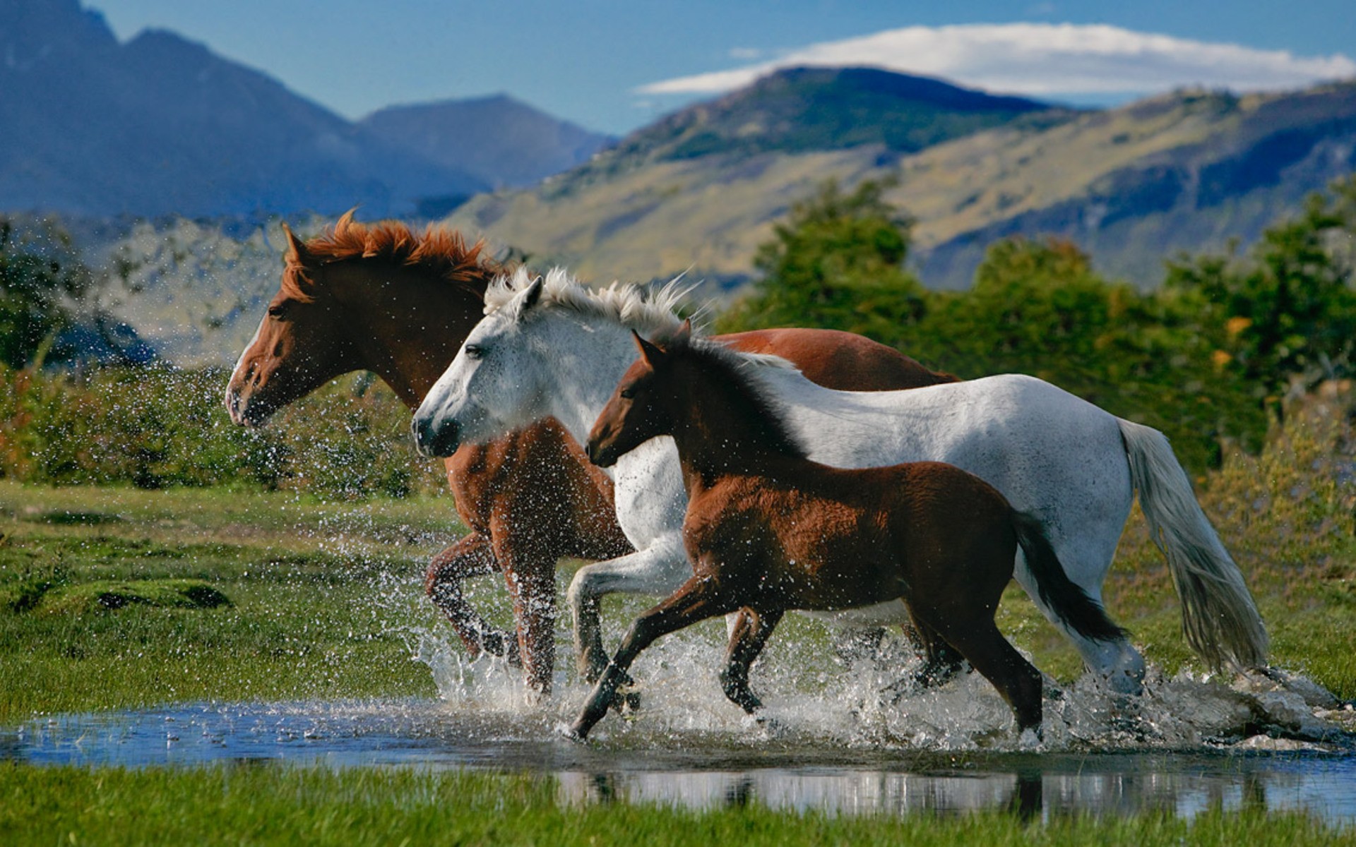 horses Wallpaper