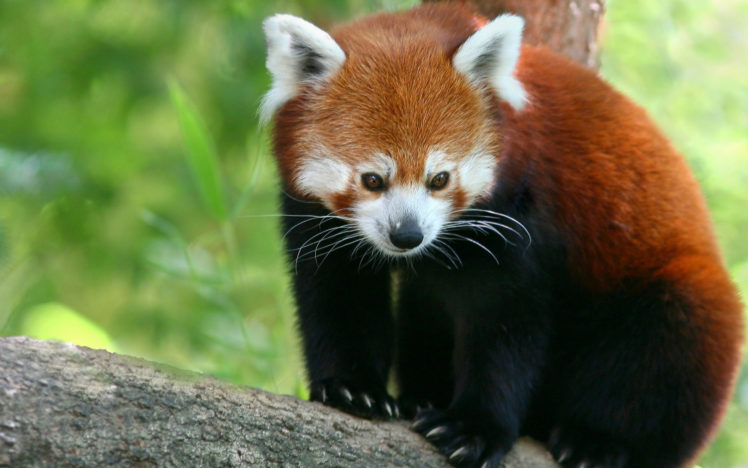 red, Panda Wallpapers HD / Desktop and Mobile Backgrounds