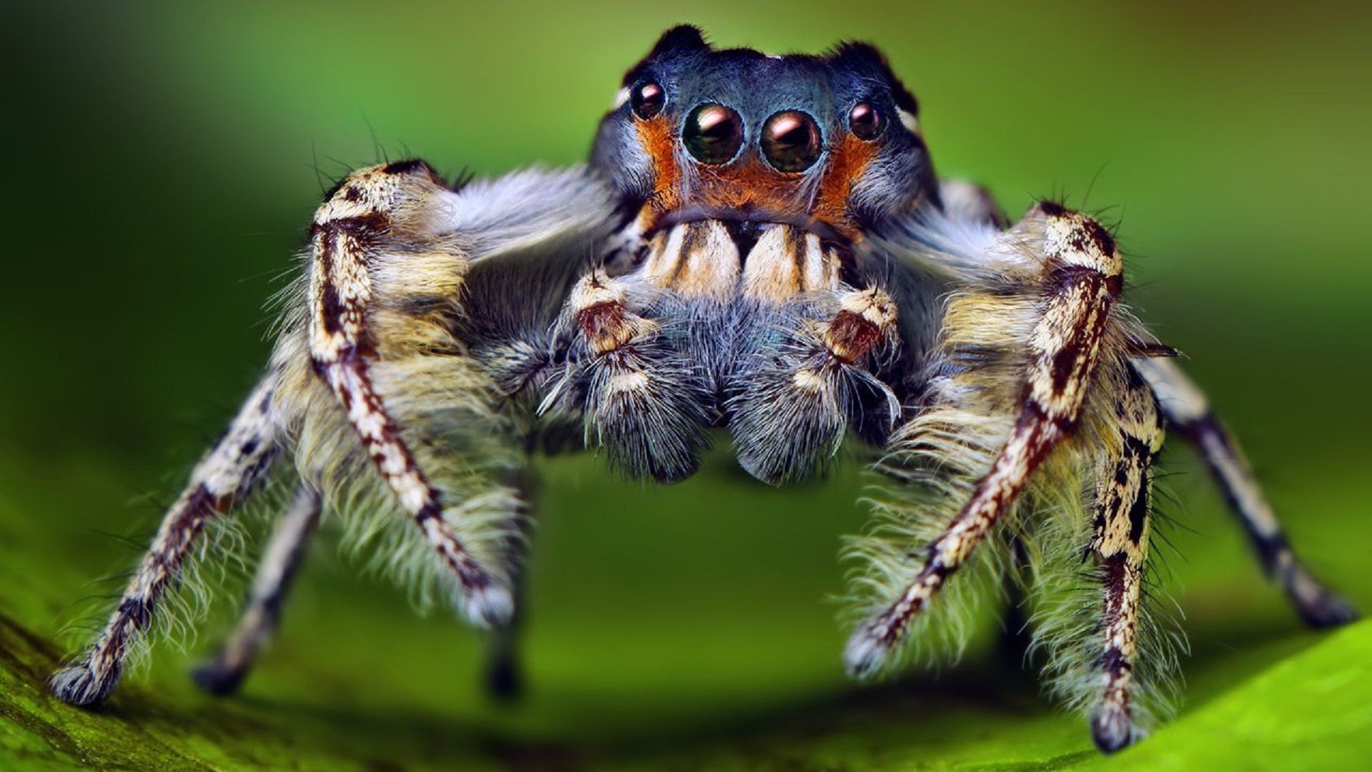 картинки жука паука