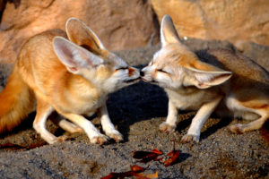 kiss, Between, Foxes
