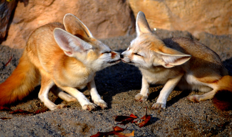 kiss, Between, Foxes HD Wallpaper Desktop Background