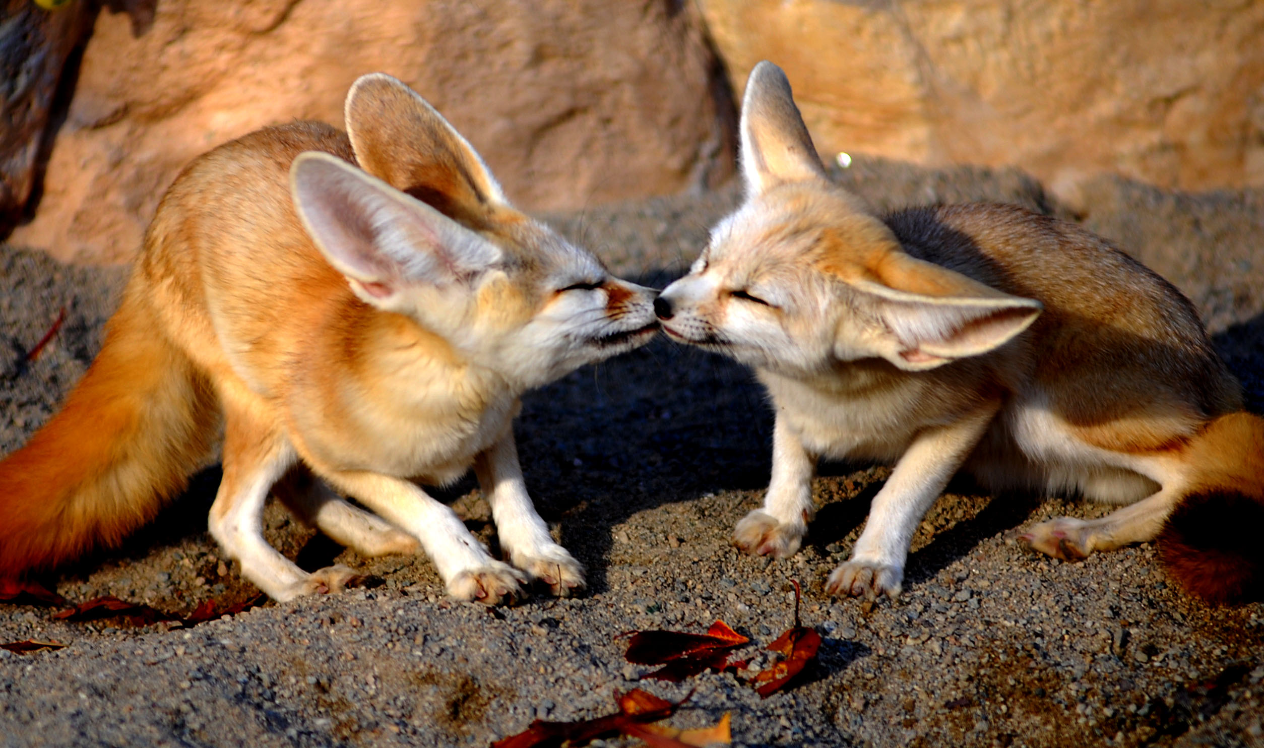 kiss, Between, Foxes Wallpaper