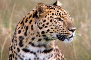 male, Amur, Leopard, Wildlife, Heritage, Uk