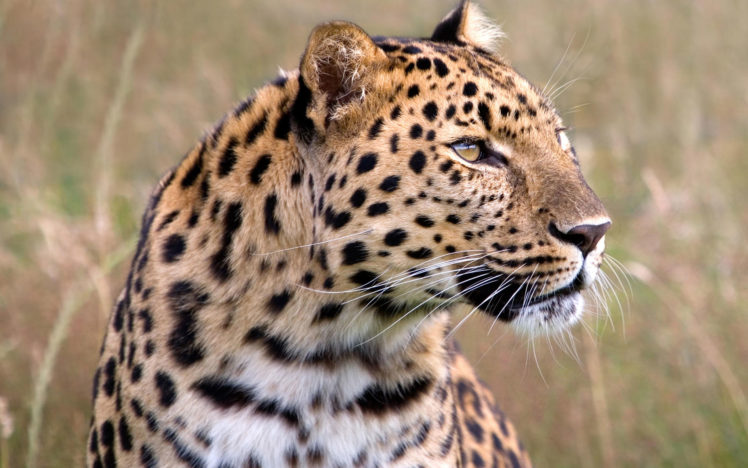 male, Amur, Leopard, Wildlife, Heritage, Uk HD Wallpaper Desktop Background