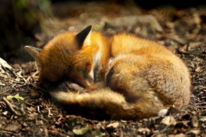 fox, Asleep