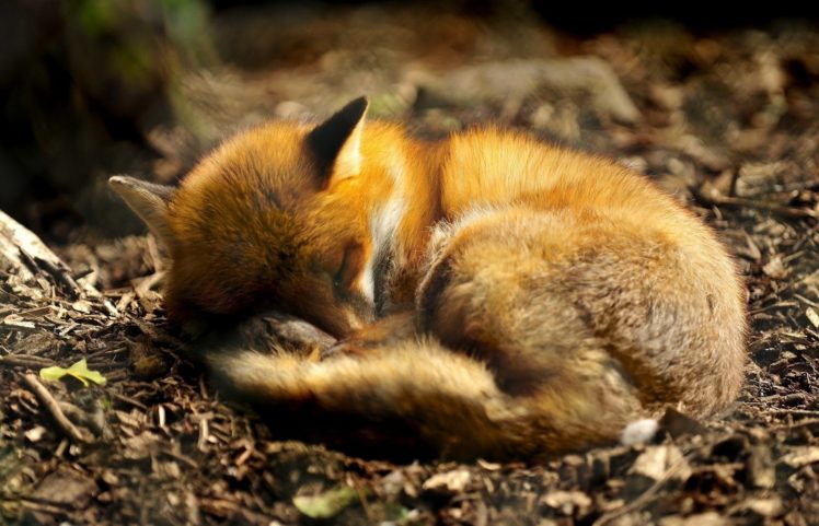fox, Asleep HD Wallpaper Desktop Background