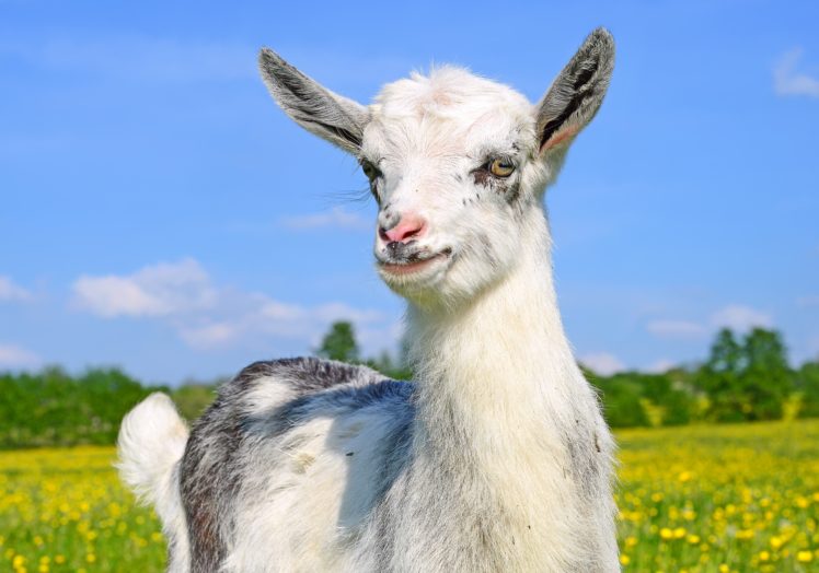 artiodactyl, Goat, Animals HD Wallpaper Desktop Background