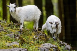 artiodactyl, Goat, Two, Animals